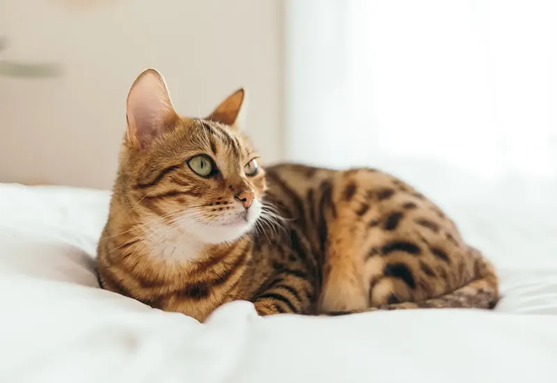 Tabby cat lying down