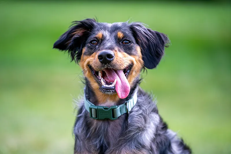 Happy dog with black and brown fur