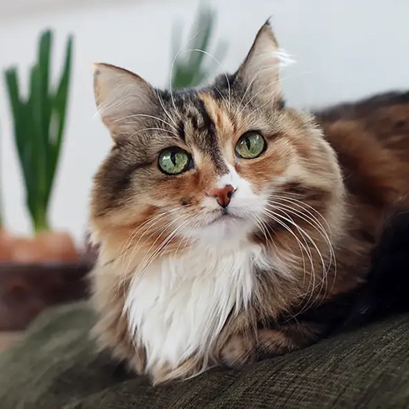 Tabby cat lying on a couch