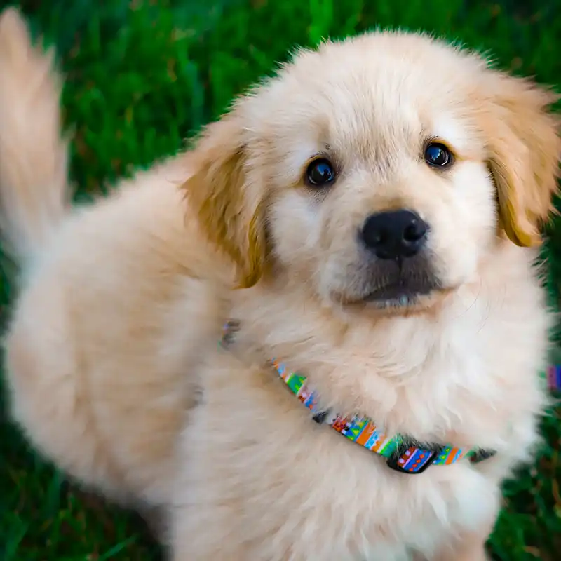 Golden retriever puppy