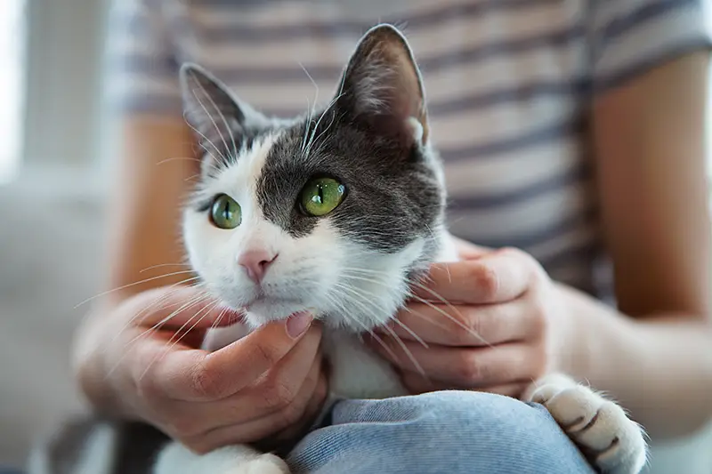 White and grey cay lying in a persons lap