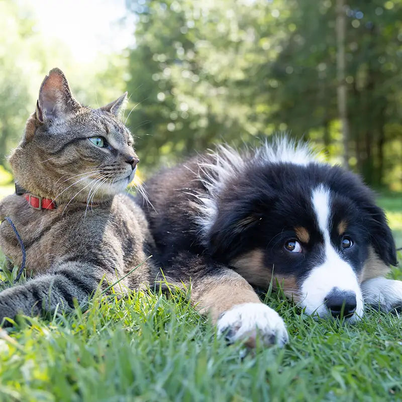 Kitten and puppy lying in a field of grass