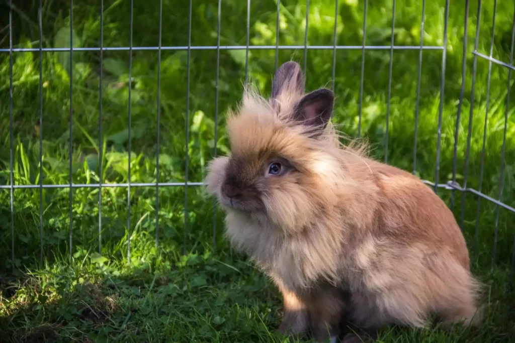 Lionhead bunny with brown fur sitting outside on the grass