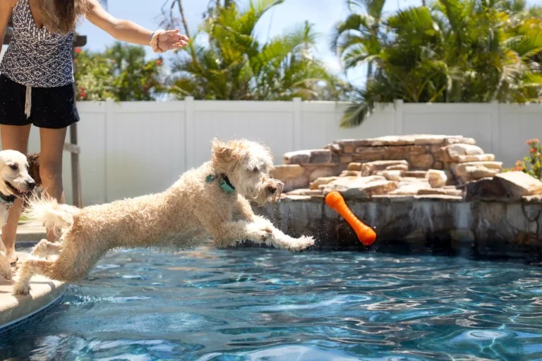 Dog jumping into pool