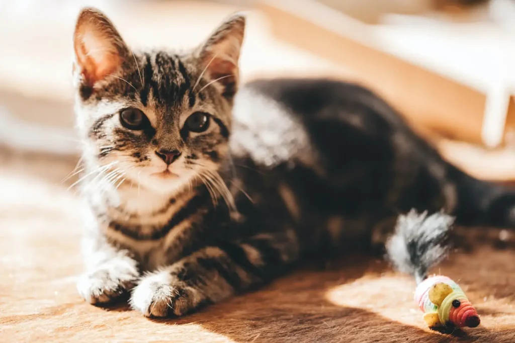 Kitten with gray and white fur looking off to the side