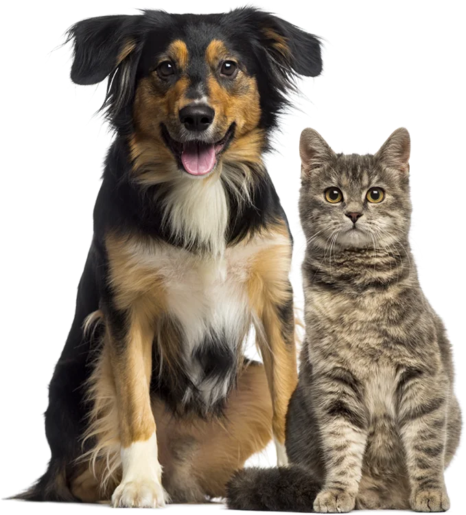 Dog and cat sitting next to each other