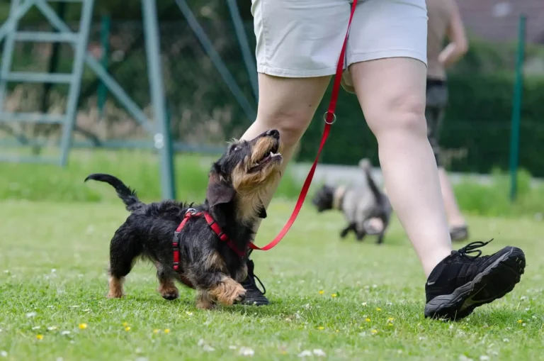 Taking Your Dog To The Park