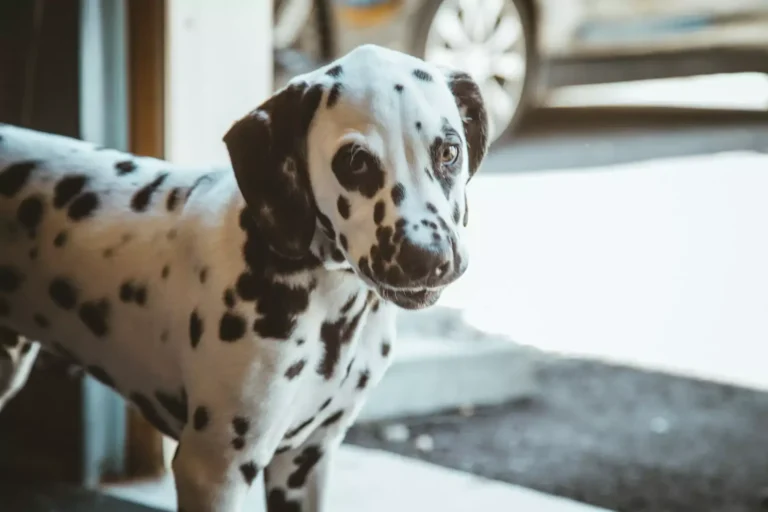 Caring for Fido’s Paws