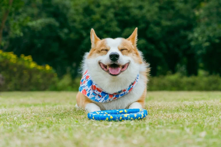 A Pembroke Welsh Corgi lies on a green lawn with its eyes closed in a wide smile.