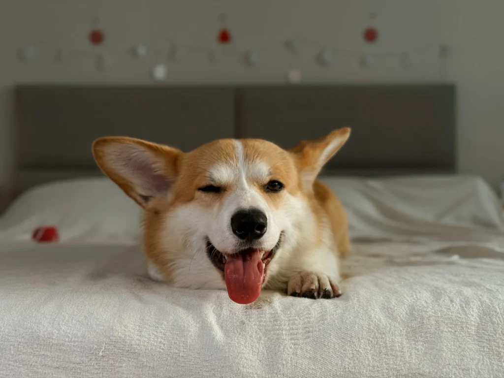 A tan and white Corgi lies on a white bed, winking and panting happily with its tongue out.