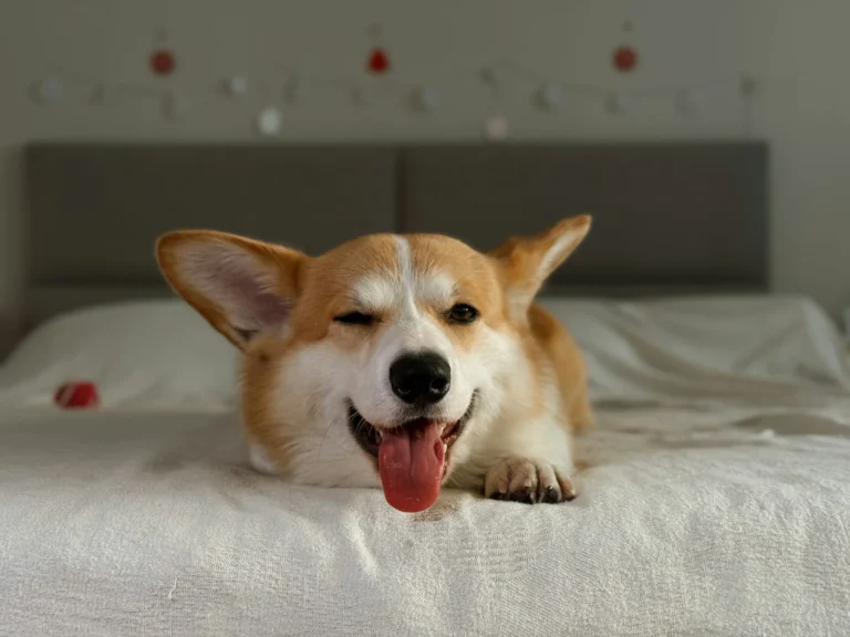 A tan and white Corgi lies on a white bed, winking and panting happily with its tongue out.