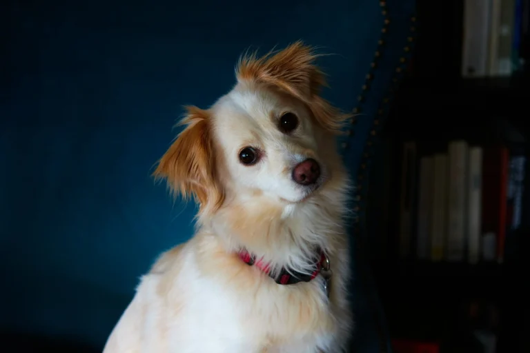 A light-colored dog with tan ears tilts its head while sitting against a dark teal background.