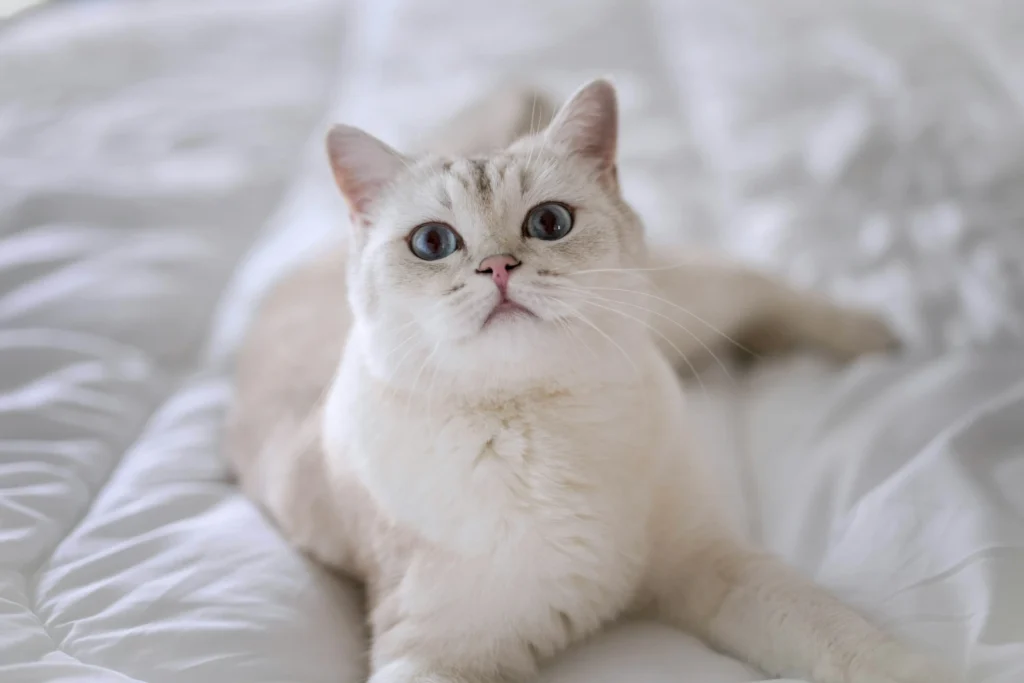 A British Shorthair cat lying on a white comforter.