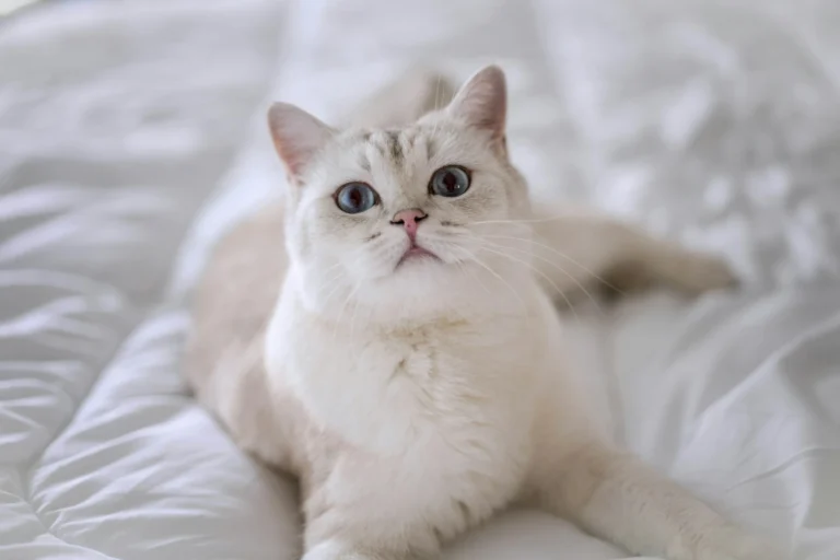A British Shorthair cat lying on a white comforter.
