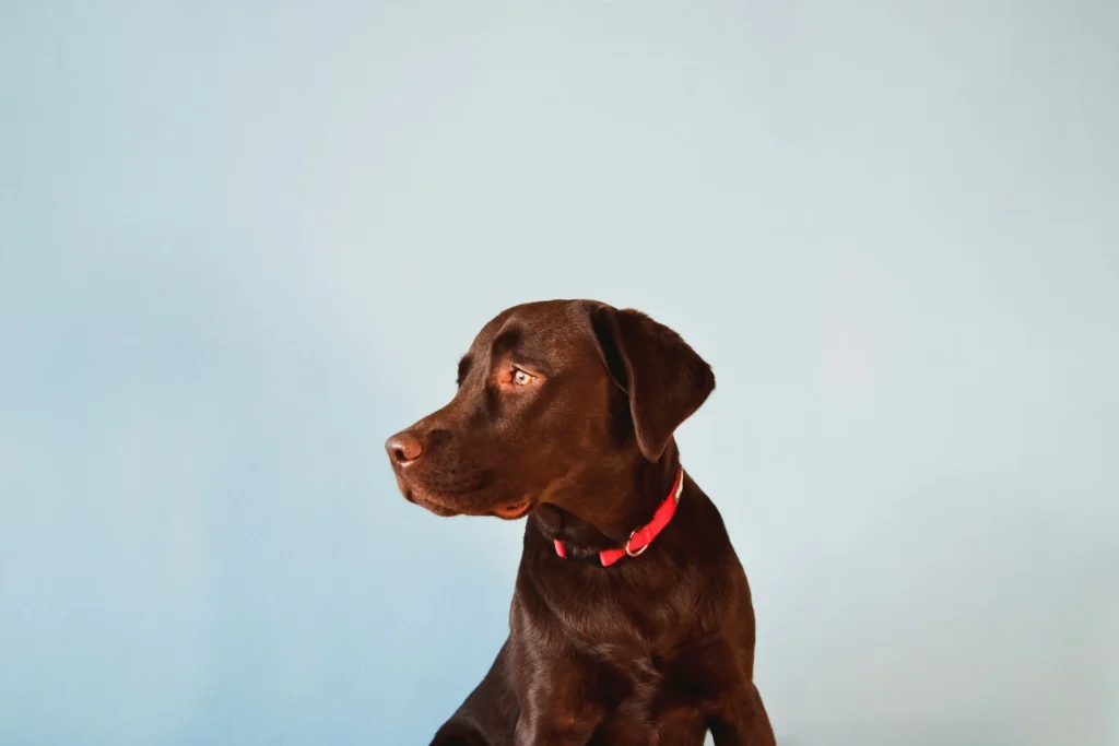A chocolate Labrador puppy against a light blue background.