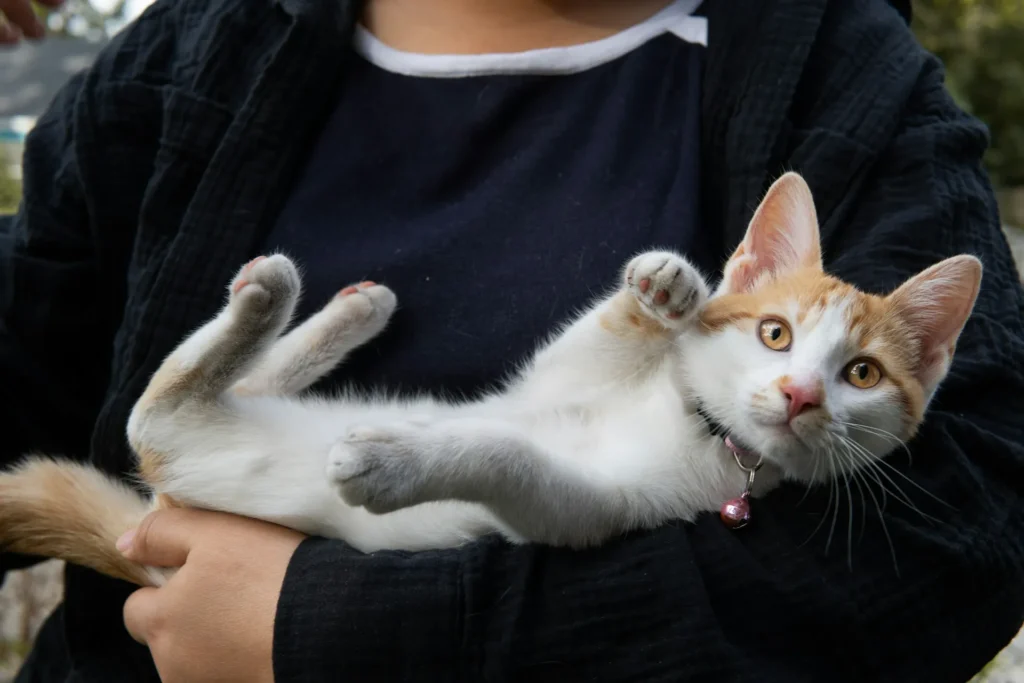 A kitten lies on its back in a person's arms.