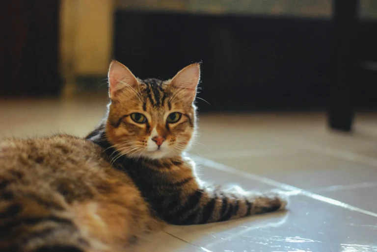 A tabby cat lies on a light-colored tiled floor.