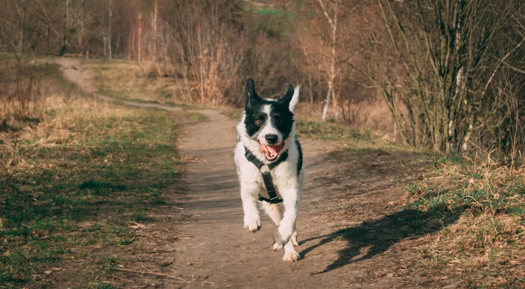 A black and white dog with its tongue out runs toward the camera on a dirt path through a grassy field.