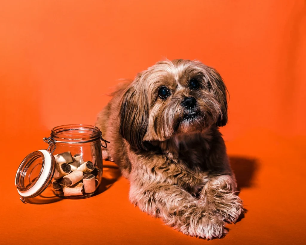 A small, long-haired tan dog lies next to an open glass jar filled with treats against a solid orange background.